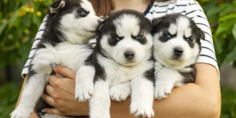 Finding Good Dog Breeders