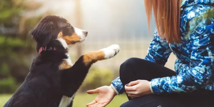 10 Easy Tricks To Teach Your Dog