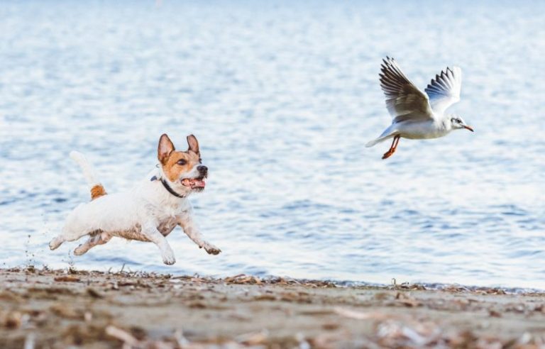 How To Manage Prey Drive in Dogs