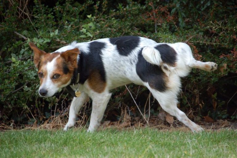 3 Steps to Housetraining a Dog