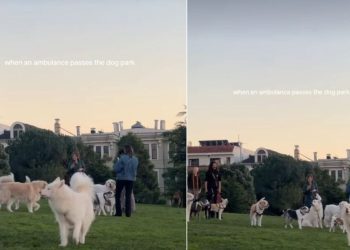 Video Shows What Happens When an Ambulance Passes the Dog Park