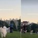 Video Shows What Happens When an Ambulance Passes the Dog Park