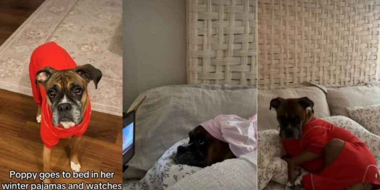 Video: Dog’s Bedtime Includes Pajamas & Watching Paw Patrol