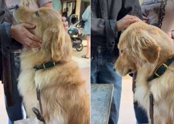 Video: Dog Receives Love From Strangers at Every Coffee Shop