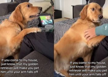 Video: Golden Retriever Makes People Pet Him Forever