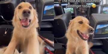 Golden Retriever Is Thrilled to Travel Business Class in Cute Video