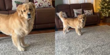 Video: Golden Retriever Does a Terrible Job of Hiding a Rock in His Mouth