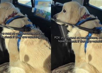 Video: Golden Retriever Is Angry at Humans but Can’t Resist Doing This