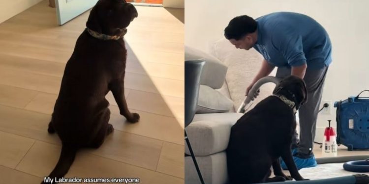 Video: Labrador Thinks the Cleaning Crew Is There for Him