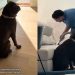 Video: Labrador Thinks the Cleaning Crew Is There for Him
