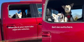 Video: Dogs Get Impatient When They See Mom Driving a Different Car