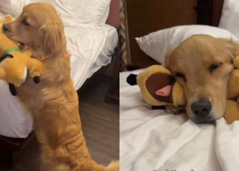Video: Golden Retriever’s Hotel Routine Must Include ‘Uppies’