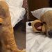 Video: Golden Retriever’s Hotel Routine Must Include ‘Uppies’