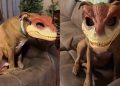 Video: Pit Bull Turns Into Cutest Dinosaur With Mask On