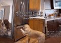 Video: Golden Retriever’s Ice Trick Takes an Unexpected Turn