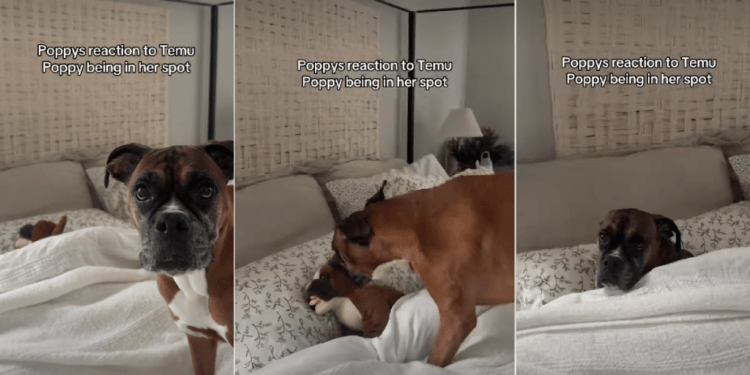 Dog Reacts to Finding Her Lookalike Toy in Her Spot on the Bed