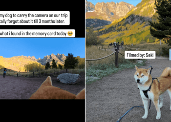 A Dog Carried a Camera for 3 Months — The Footage Will Melt You