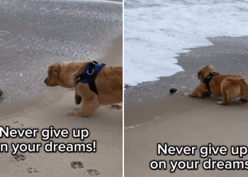 Golden Retriever Battles Waves Like a Pirate To Claim Beach Treasure