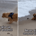 Golden Retriever Battles Waves Like a Pirate To Claim Beach Treasure