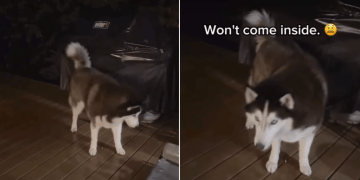 Husky Is Out in the Rain With Owner at Almost 4 AM for a Reason