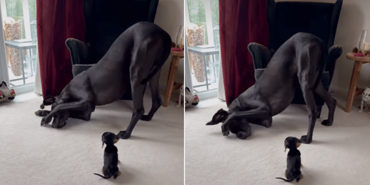 Video of Tiny Puppy Watching Big Dog Scrub His Face Is Everything