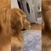 Golden Retriever Falls Asleep Sitting Upright as Mom Massages His Back