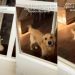 Golden Retriever Greets Owner Like This & It’s Impossible Not To Smile