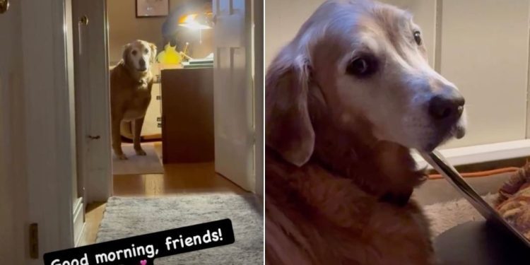 Golden Retriever Proves Love for ‘The Beatles’ With Sneaky Habit