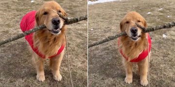 Video: Golden Retriever Strikes a Pose With His Stick