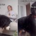 Video: Dog Interrupts Owner’s Filming With a Majestic Pose