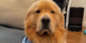 Golden Retriever Struggles To Stay Awake in the Cutest Video Ever