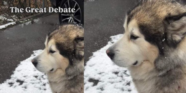 Video: Dog Doesn’t Let Snow Stop Him From Supervising His Dad
