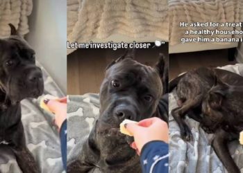 Video: Dog Reacts When He Got a Banana Instead of Treats