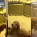 Video: Nothing Can Stop This Dog’s Obsession With the Freezing Cold