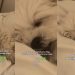 Video: Dog Makes Three Kinds of Sounds When It’s Time for Bed