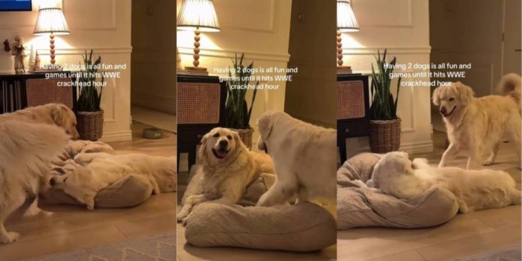 Video: Two Golden Retrievers Go From Playtime to Fight in Seconds