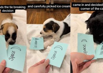 Video Captures a Group of Foster Puppies Picking Their Own Names