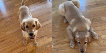 Puppy Is Still Learning How to Use His Legs in Adorable Video