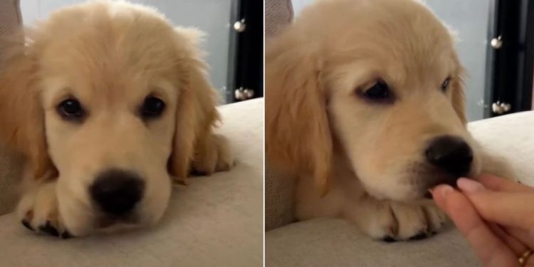 This Golden Retriever Puppy’s Hiccups Will Make Your Day