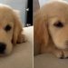 This Golden Retriever Puppy’s Hiccups Will Make Your Day