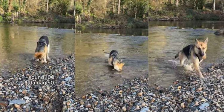 Video: Dog Lets Out Happy Noises While Playing With Rocks