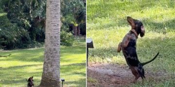 Video of Tiny Dog Chasing Squirrels Up a Tree Melts Hearts