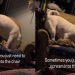 Video of Dog ‘Screaming’ Into the Chair Goes Viral