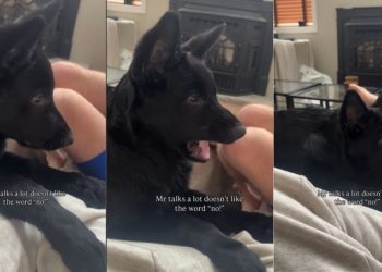 Video: Dog Reacts to Being Told ‘No’ Repeatedly