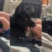 Video: Dog Reacts to Being Told ‘No’ Repeatedly