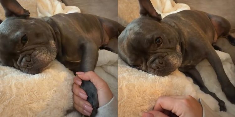 Video: Dog Demands His Hand Be Held During Naptime