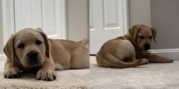 Video: Labrador Puppy Discovers Tail While Learning the Stairs