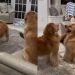 Video: Golden Retriever Mom’s Aggressive Zoomies Stopped by Her Daughter
