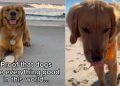 Video: Owner Proves Dogs Are ‘Everything Good’ in World