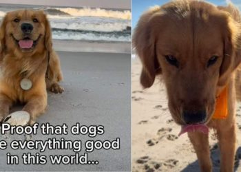 Video: Owner Proves Dogs Are ‘Everything Good’ in World